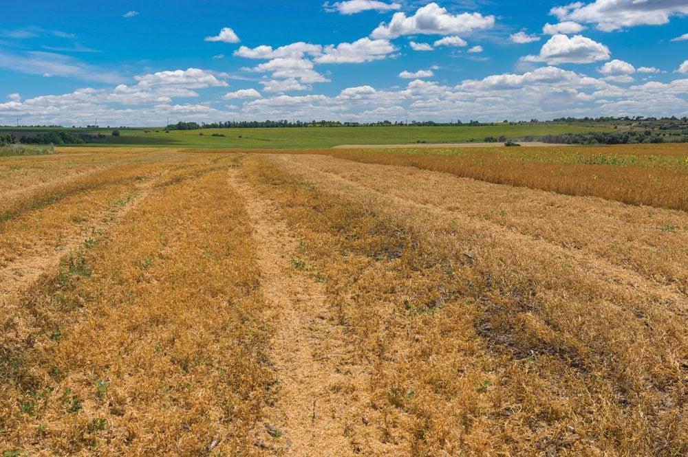 If pea acreage plunges as some expect, it will leave a big hole in the rotations of many Alberta producers.