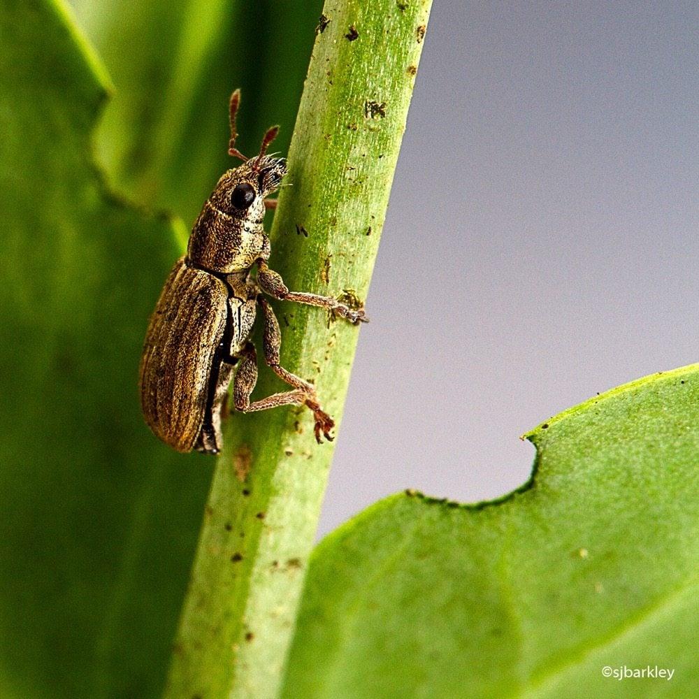 Pea leaf weevil.