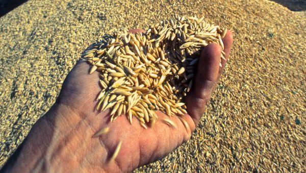 Description: (Doug Wilson photo courtesy ARS/USDA)
