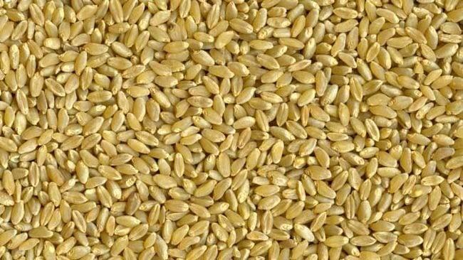 Durum wheat. (Gipsa.usda.gov)
