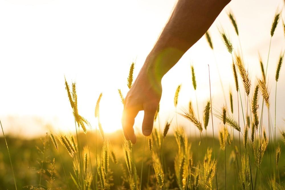 Hand going through the field