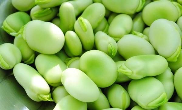 Fababeans. (TamayoProduce.com)
