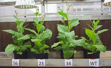 GMO tobacco plants