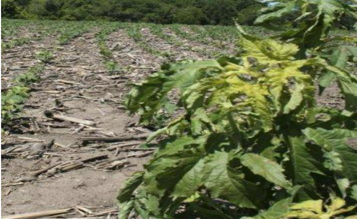 Description of image