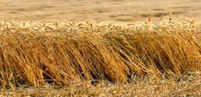 Description of image