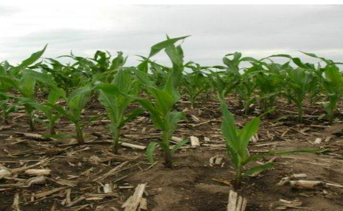 Description of image