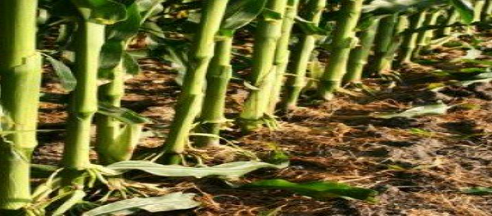 Description of image