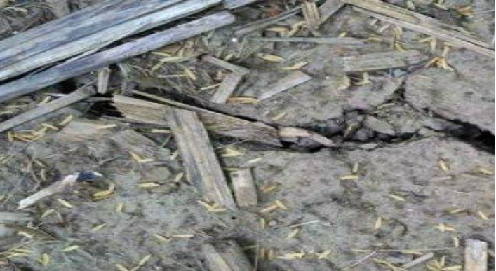 Description of image