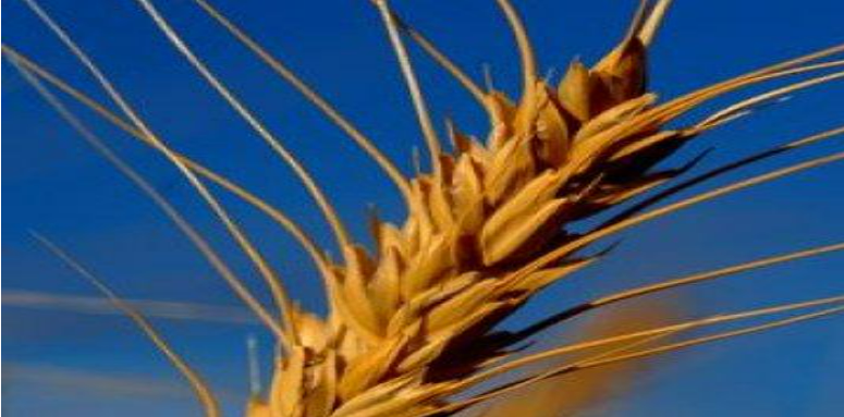 Description of image