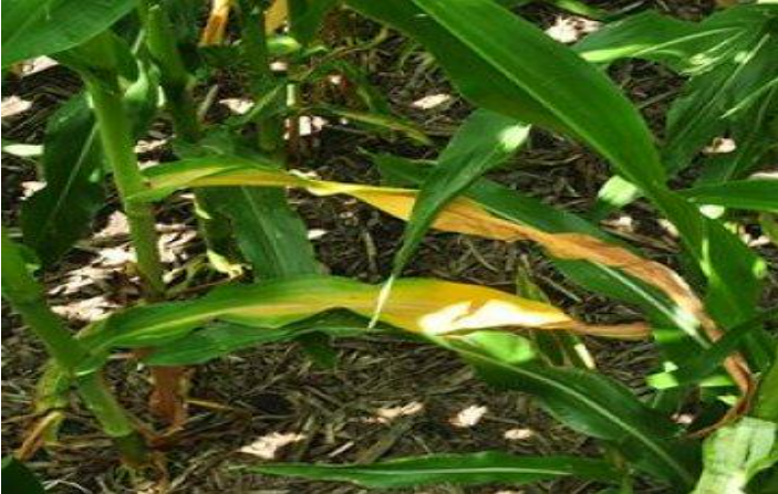 Description of image