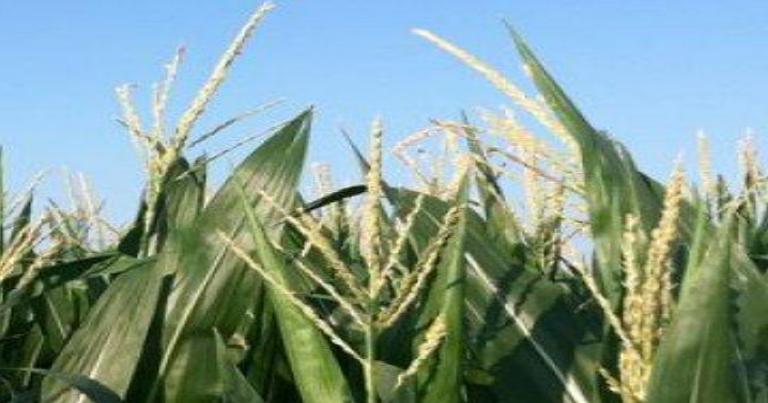 Description of image