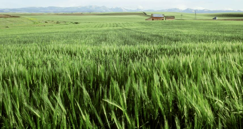 Description of image