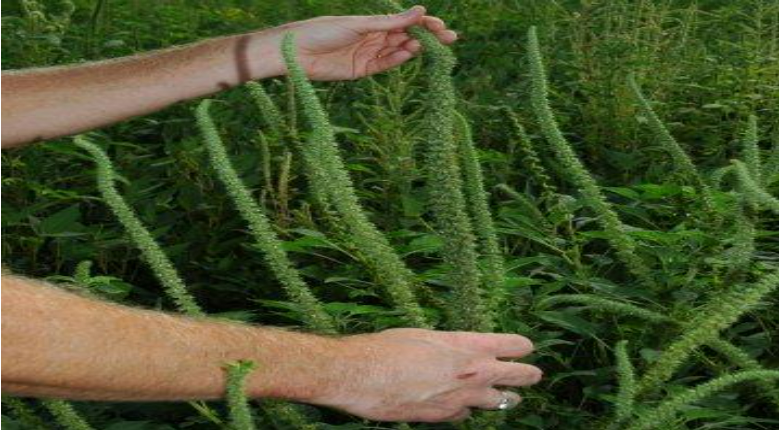 Description of image