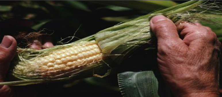 Description of image