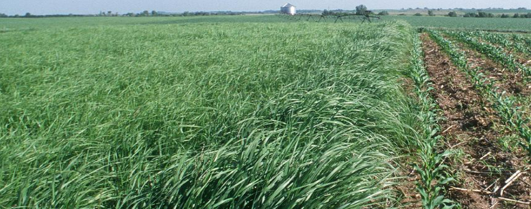 Description of image