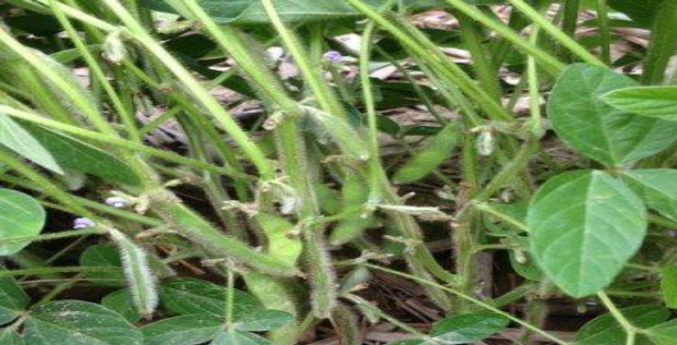 Description of image