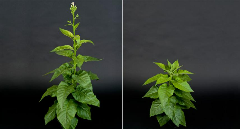 Description of image