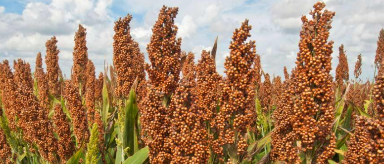 Description of image