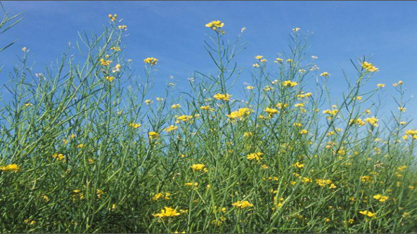 Description of image