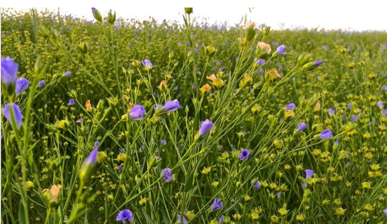 Description of image