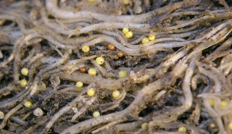 Description of image