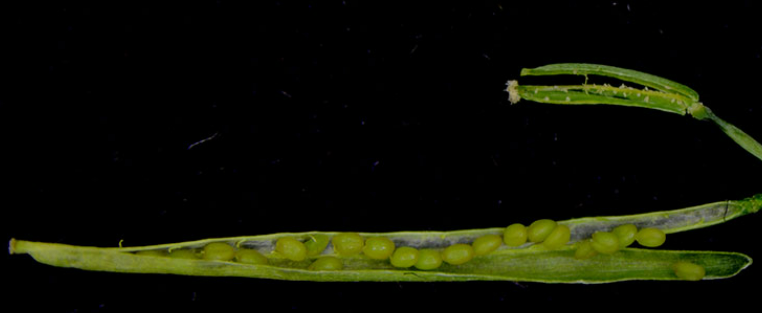 Description of image