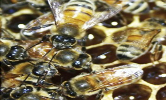 Description of image