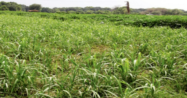 Description of image