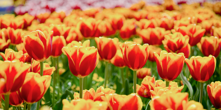 Description of image