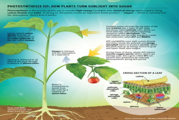 Description of image