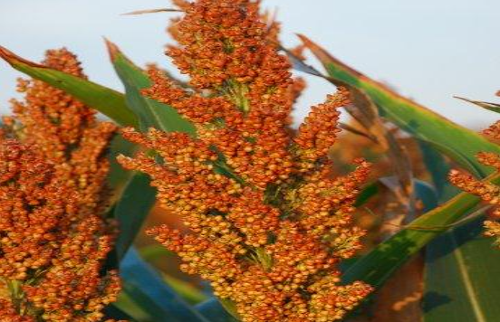 Description of image