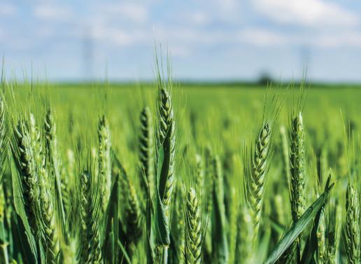 Description of image