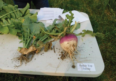 Description of image