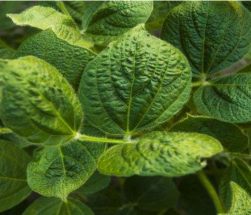 Description of image