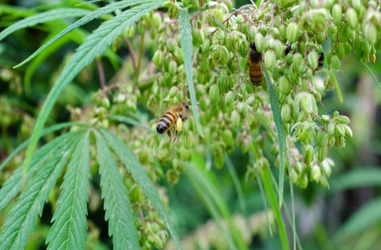 Description of image