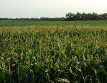 Description of image