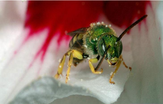 Description of image