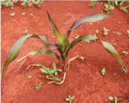 Description of image