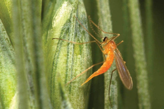 Description of image