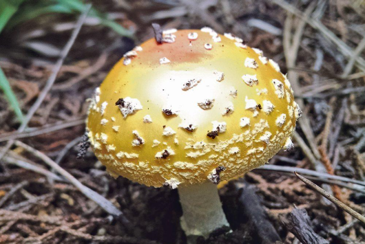 Description of image