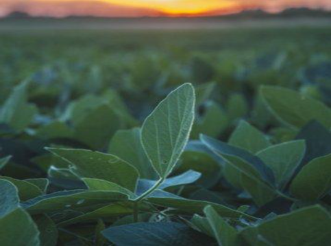 Description of image